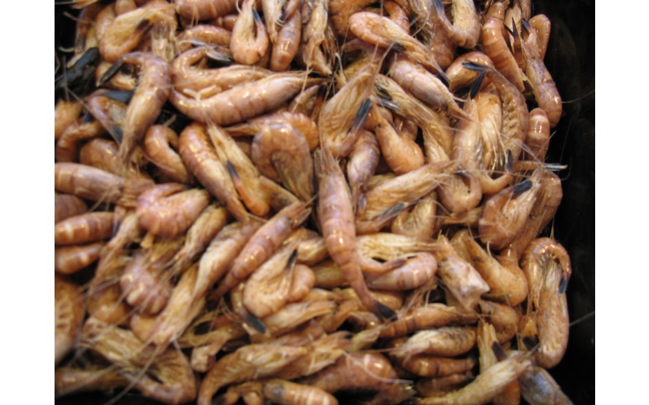 Crevettes grise