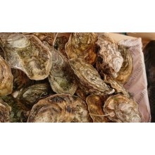 Huitre Gillardeau n°3 la douzaine