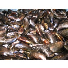 Moules de bouchot CANCALE MESKI